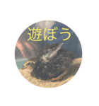 カイル（個別スタンプ：5）