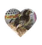 カイル（個別スタンプ：6）
