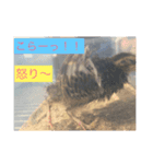カイル（個別スタンプ：7）