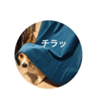 my boys and corgi（個別スタンプ：5）