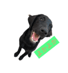 学内犬（個別スタンプ：4）