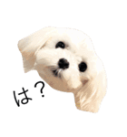 学内犬（個別スタンプ：5）