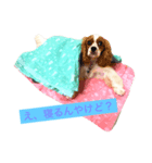 学内犬（個別スタンプ：7）