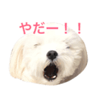 学内犬（個別スタンプ：8）