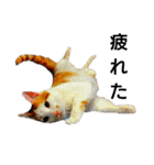ねこの小言〜ず  ②（個別スタンプ：1）