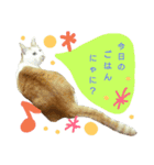 ねこの小言〜ず  ②（個別スタンプ：5）