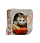 ねこの小言〜ず  ②（個別スタンプ：9）