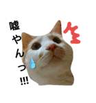 ねこの小言〜ず  ②（個別スタンプ：11）