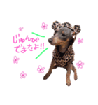 ミニピンぶるちゃん①（個別スタンプ：2）