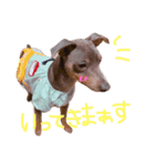 ミニピンぶるちゃん①（個別スタンプ：14）