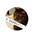 猫 ごめん！（個別スタンプ：14）