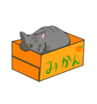 ねこネコ（個別スタンプ：11）