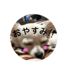 チワワ だよ（個別スタンプ：3）
