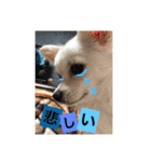 チワワ だよ（個別スタンプ：4）