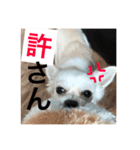 チワワ だよ（個別スタンプ：5）
