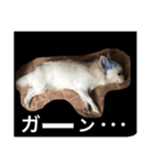 チワワ だよ（個別スタンプ：6）