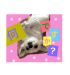 チワワ だよ（個別スタンプ：7）