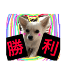 チワワ だよ（個別スタンプ：8）