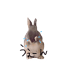 うさぎのTIPPY（個別スタンプ：1）