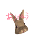 うさぎのTIPPY（個別スタンプ：2）