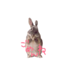 うさぎのTIPPY（個別スタンプ：6）