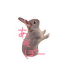 うさぎのTIPPY（個別スタンプ：8）