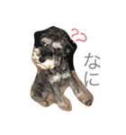 三四郎十二朗（個別スタンプ：1）