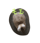 岩尾のん（個別スタンプ：7）