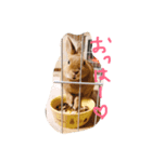 岩尾のん（個別スタンプ：11）