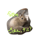 岩尾のん（個別スタンプ：16）
