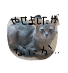 kira-kun（個別スタンプ：10）