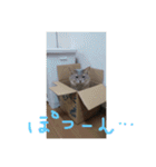 kira-kun（個別スタンプ：15）