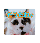 Tさん家の愉快な妖精たち 第2弾（個別スタンプ：2）