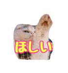 Tさん家の愉快な妖精たち 第2弾（個別スタンプ：6）