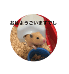 ハムでし（個別スタンプ：1）