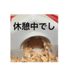 ハムでし（個別スタンプ：4）