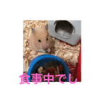 ハムでし（個別スタンプ：5）