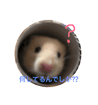 ハムでし（個別スタンプ：6）