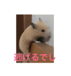 ハムでし（個別スタンプ：7）