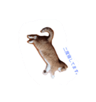 ねるねこ（個別スタンプ：1）