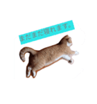 ねるねこ（個別スタンプ：2）