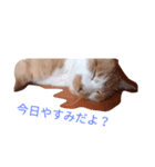 ねるねこ（個別スタンプ：3）