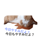 ねるねこ（個別スタンプ：5）