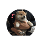 柴犬子犬（個別スタンプ：1）