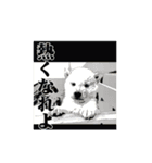 柴犬子犬（個別スタンプ：2）