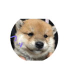 柴犬子犬（個別スタンプ：3）