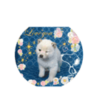 柴犬子犬（個別スタンプ：4）