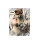 柴犬子犬（個別スタンプ：5）