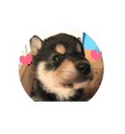 柴犬子犬（個別スタンプ：6）