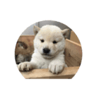 柴犬子犬（個別スタンプ：8）